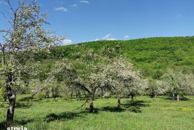 Teren de 680 mp, în Budeasa - 6