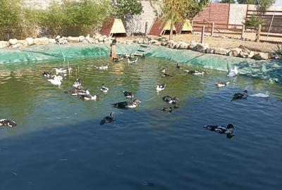 Casă cu 4 camere cu Teren 28000 Mp în Baba Ana - 5