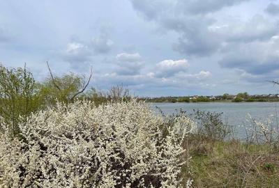 Teren Excepțional cu Deschidere la Lac - Samurcași, Buftea - 5