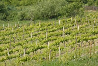 Casă cu 6 camere cu Teren 23000 Mp în Horodiștea - 6