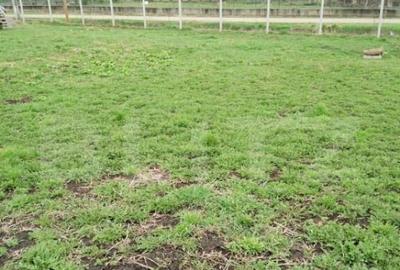 Teren intravilan de vanzare in Calarasi langa Turda! - 1