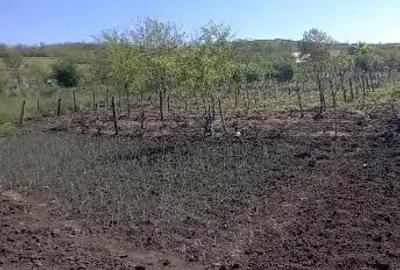 Teren de 2500 mp, în Trestiana - 2