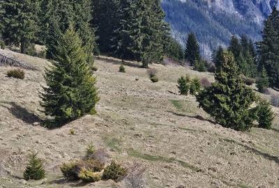 Spațiu comercial, în Dâmbovicioara - 1