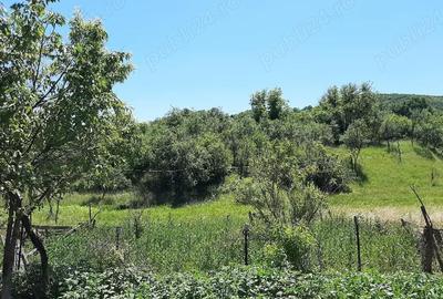 Casă cu 3 camere cu Teren 4000 Mp în Tămașa - 3