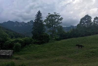 Teren de 10000 mp, în Izvoru - 2