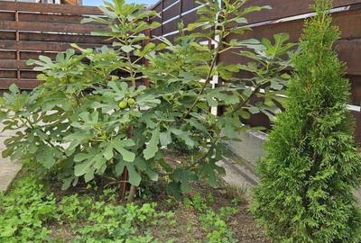 Casa ta, caminul tau 4 camere decomandate, constructie 2 - 5