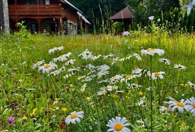 Hotel / Pensiune cu 6 camere de vanzare - 6