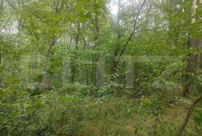 Teren intravilan, 5857 mp, Baltati, Horodnicu de Sus - 8