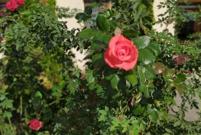 Particular vand apartament 3 camere Cartierul Latin 80mp - 2