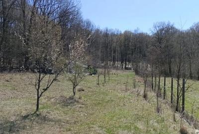 Teren de 4466 mp, în Hârsa - 7