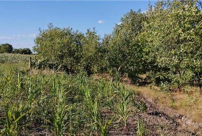 Casă în Săcășeni - 7