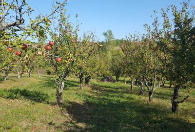 Teren de 6200 mp, în Dumitra - 1