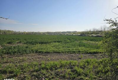 Spațiu comercial, în Potigrafu - 11