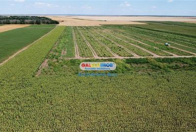 Teren agricol extravilan 2.6 ha - 26.000 mp - Valcelele, Buzau - 15