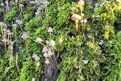 Padurea Parcul Natural Comana, Vlad Tepes, Giurgiu - 3