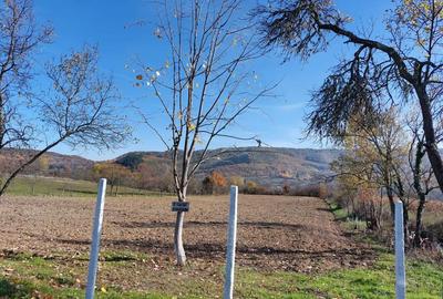 Teren de 4316 mp, în Fârdea - 1