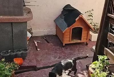 Casă cu 3 camere în Central - 7