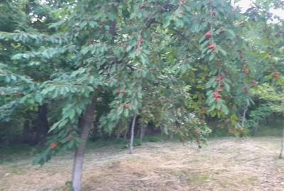 Teren extravilan de vanzare Stane?ti, 3.861 mp, livada de cire?i - 3