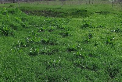 Spațiu comercial, în Gura Vadului