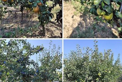 Casă cu 3 camere cu Teren 2826 Mp în Saca - 2