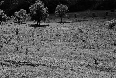 Teren de 25000 mp, în Central - 8