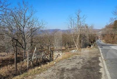 Teren de 30 de ari, Dumitra, 5km de Bistrita - 4