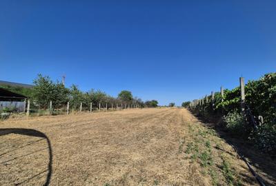 Casa cu teren impresionant in Targu Jiu - 6