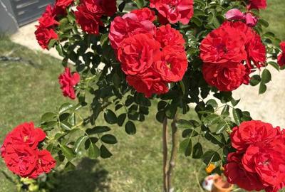 Casă cu 4 camere cu Teren 400 Mp în Cârcea - 4