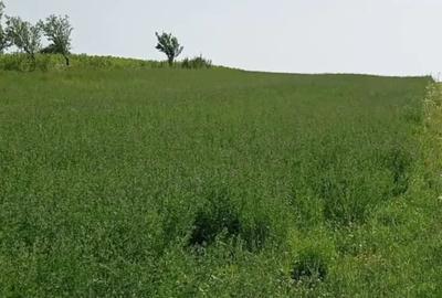 Teren de 5000 mp, în Copălău - 4