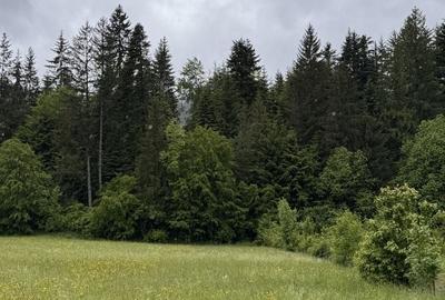 Teren de 1000 mp, în Putna - 4