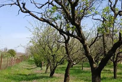 Teren de 6022 mp, în Ogrezeni - 3