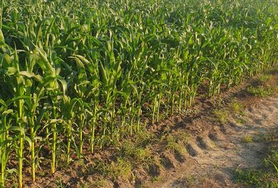 Extravilan Bratesti - Sirna Prahova. Suprafata totala 16.394 mp - 1