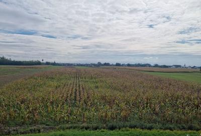 Teren de 7600 mp, în Vetiș - 2