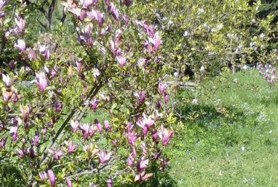 Casă cu Teren 6000 Mp în Central - 3