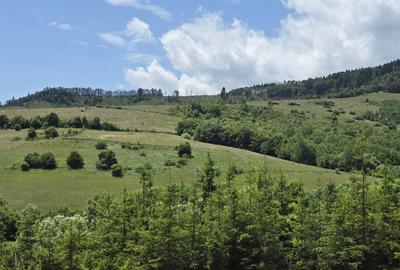 Teren splendid Garcina - 3