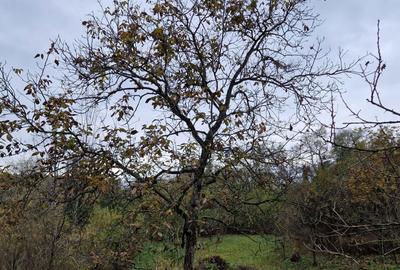 Teren de 2300 mp, în Vâlcănești - 8