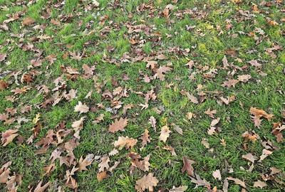 Inchiriez gradina urbana pentru recreere in Cartierul Padurea Baneasa - 9