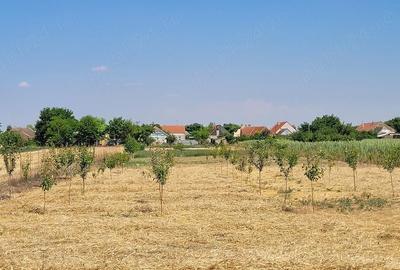 Casă cu Teren 3400 Mp în Checea - 7