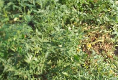 Casă cu 2 camere cu Teren 1939 Mp în Ghioroc - 9