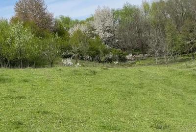 Casă cu Teren 2400 Mp în Grigorești - 5
