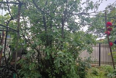 Casă individuală cu 2 camere cu Canalizare în Băneasa - 4