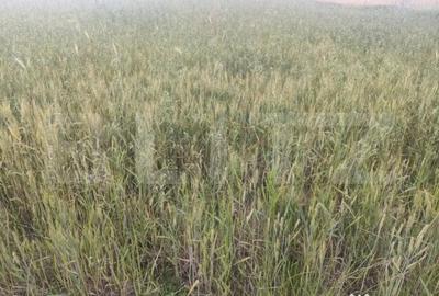 Teren de 2427 mp, în Central