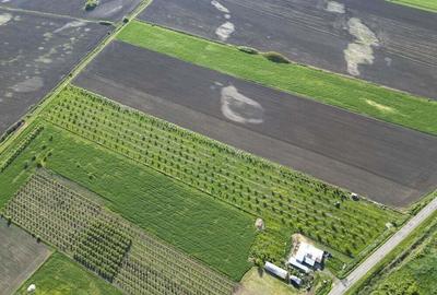 Livada de nuci ?i pruni 2.4ha in Varia?u Mare - 17