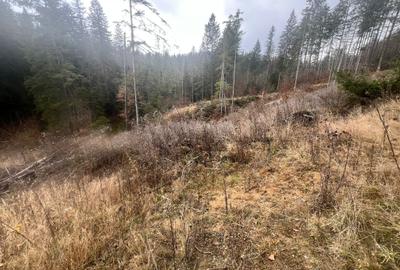 Teren 2576mp Poiana Brasov-Poiana Aviatorilor! - 1