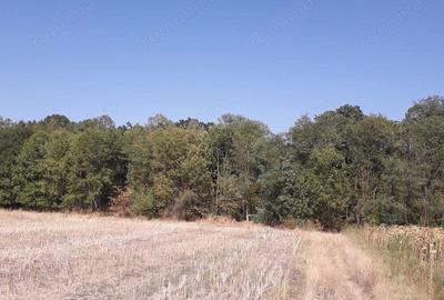 Teren de 5800 mp, în Moara Vlăsiei - 5