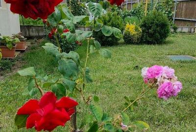 Casa individuala, regim inaltime P+M, teren 1219 mp Remetea Mare, pret 215000 euro - 2