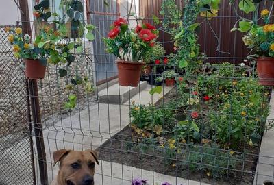 Casă cu 2 camere în Andrei Șaguna - 2