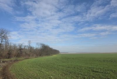 Teren agricol extravilan de 92286 mp, în Fundeni - 2
