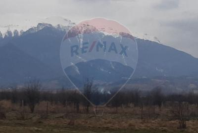 Teren agricol extravilan de 10000 mp, în Pănicel - 3