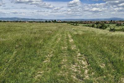 Teren de 14900 mp, în Crizbav - 6